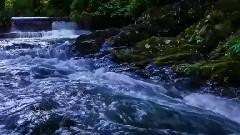 萤火虫之舞