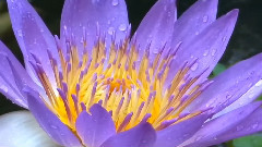 睡蓮 Water Lily