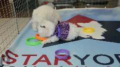 Maltipoo Puppies Stack Circles, Poorly