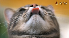 SauceSations Cat Food