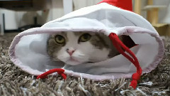 钻布袋的小猫