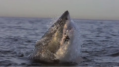 Shark Week