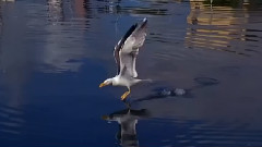 Perfect Reflection
