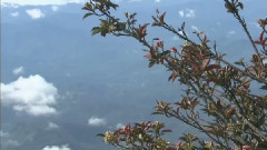 Kinabalu Park