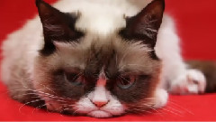 Grumpy Cat's Worst IceBucketChallenge Ever!