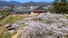 Japanese Cherry Blossom 2013 From Aerial Photography Rc Helicopter