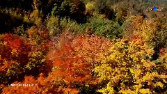 Autumn Forest Relaxation