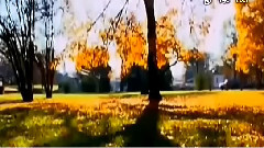 Leaves The Cello