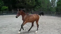 Arabian Horses Leaping For Joy