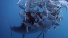Into The Blue