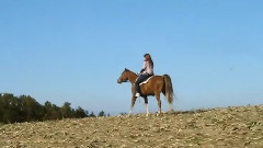 An Arabian Horse