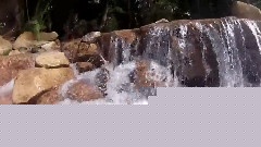 Sharks, Baby Deer, And Tropical Paradise