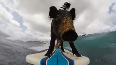 Kama The Surfing Pig