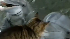 猫与海豚