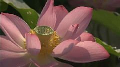 夏日莲花