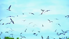 海边的初吻