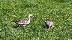 The Gathering