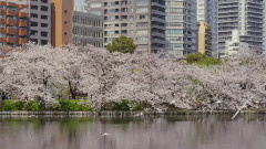 东京上野公园樱花盛开