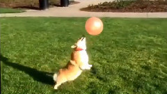 Corgi Plays Keepy-Up With a Balloon