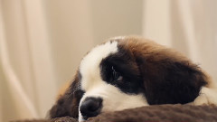 Dear Kitten:Regarding The Dog