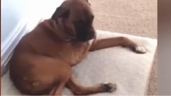 Funny Dogs Vs Bath Time