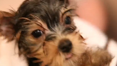 Which Puppy Is The Cutest (Episode 5)