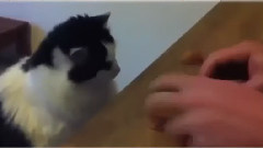 Cats Meeting Kittens For The First Time