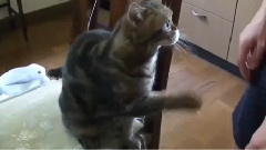 Cats Train Their Human Servants