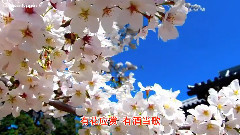 赏花时