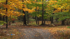 Andre Rieu - Les Feuilles Mortes