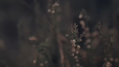 Projections In The Forest