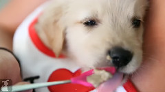 Spoon Feeding A Baby Golden Retriever Puppy
