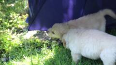 11 Golden Retriever Puppies In The Rain