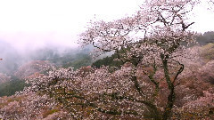 寂静山林 吉野山樱花