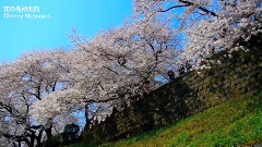 东京千岛渊公园樱花盛开