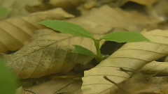 一溪新绿
