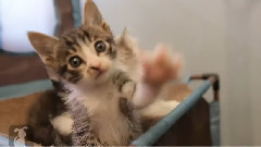 Which Kitten Is The Cutest (Episode 6)