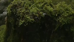 春风微雨的绿精灵