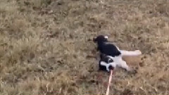 This Puppy Will Do Anything To Escape Her Leash
