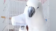 Сладки Папагалчета обичат да пият кафе