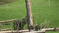 The Flying Forest