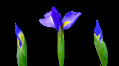 Hermosas Flores Abriendose