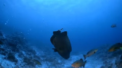 Coral Islands