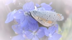 The Magic Dream Primavera