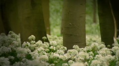 晨光