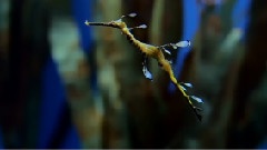 世界上最大的水族馆