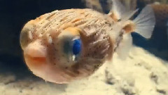 DiDjuLja Ocean