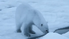 Ice Symphoni