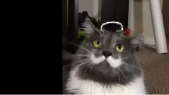 Mustache Cat In Slow Motion