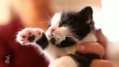 Kittens,Kittens And Kittens